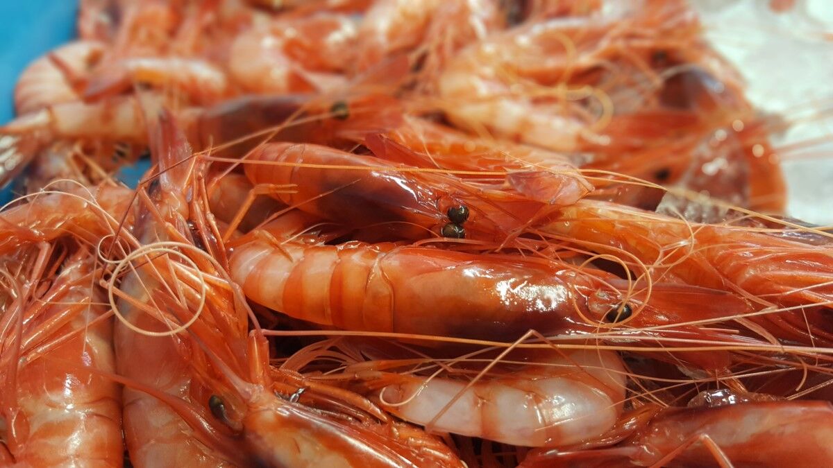 Taula Parada debat sobre el futur de la pesca al Mediterráneo (II)